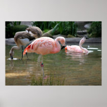Chilean Flamingo