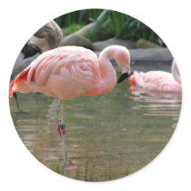 Chilean Flamingo
