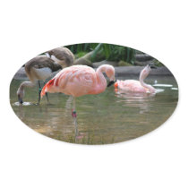 Chilean Flamingo