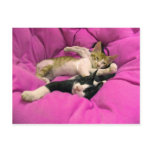 Chill Bill - Relax Max - Cute cats postcards
