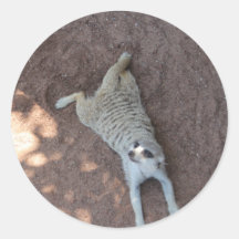 Chilled Meerkat Sticker