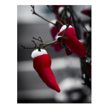 Chilli Christmas Cards Post Card