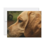 Chilli Dog invitations