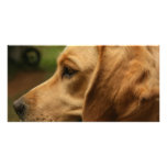 Chilli Dog photo cards