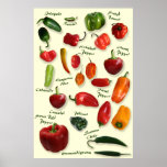 Chilli ID Poster posters