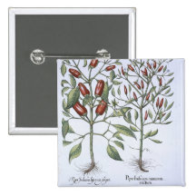 Chilli Pepper plants, from the 'Hortus Eystettensi Pinback Buttons