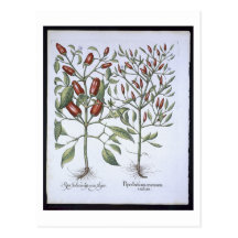 Chilli Pepper plants, from the 'Hortus Eystettensi Post Cards