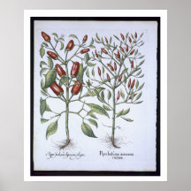 Chilli Pepper plants, from the 'Hortus Eystettensi Print