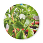 Chilli Plants Green Fridge Magnets