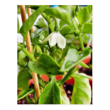 Chilli Plants Green Postcard