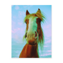Chilli Post Card
