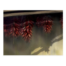 chilli-ristas post card