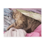 chillin postcards