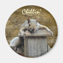 Chillin' Squirrel Relaxing Critter Fun Magnet