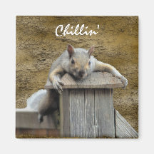 Chillin' Squirrel Relaxing Critter Fun Magnet