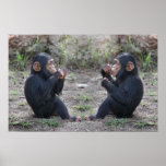 Chimp Chimp Print