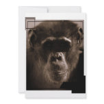 Chimp Invitation
