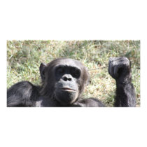Chimp Photo Card