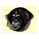 Chimp plain post cards