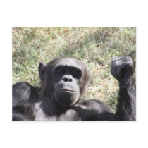 Chimp Postcards