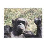Chimp postcards