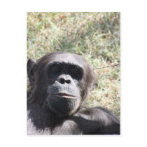 Chimp Postcard