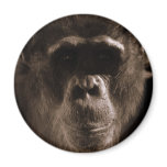 Chimp Round Button magnets
