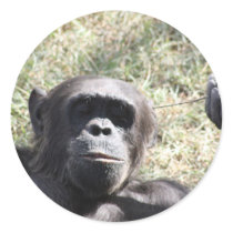 Chimp Sticker