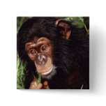 Chimpansee buttons