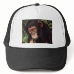 Chimpansee hats