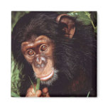 Chimpansee magnets