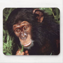 Chimpansee Mouse Pads