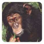 Chimpansee stickers