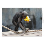 Chimpanzee and Rubbery Ducky Card