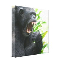 Chimpanzee Fangs Canvas Print