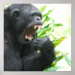 Chimpanzee Fangs Poster