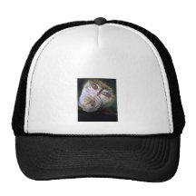 chimpanzee hat