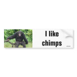 Chimpanzee in Africa Bumper Stickers