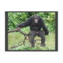 Chimpanzee in Uganda Post Cards