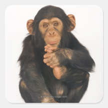 Chimpanzee (Pan troglodytes) Square Sticker