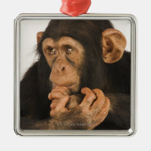 Chimpanzee (Pan troglodytes). Young playfull 2 Christmas Tree Ornaments