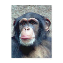 Chimpanzee
