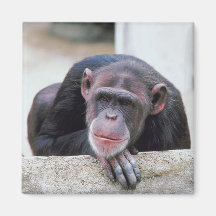 Chimpanzee Refrigerator Magnets