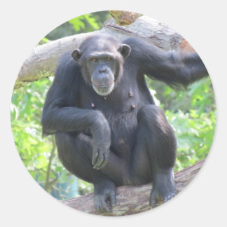 Dissertation Schimpansen Gorilla Hannover