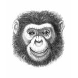 Chimpanzee t-shirts