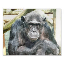 CHIMPANZEES PHOTO