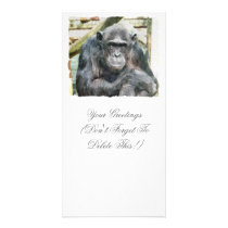 CHIMPANZEES