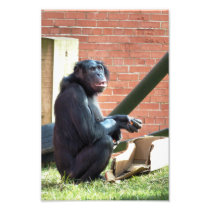 CHIMPANZEES