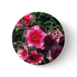 China Pink (Dianthus Chinensis) flowers