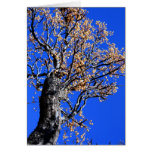 Chinaberry Tree cards